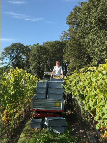 Natuurwijn - wijngoed wolf