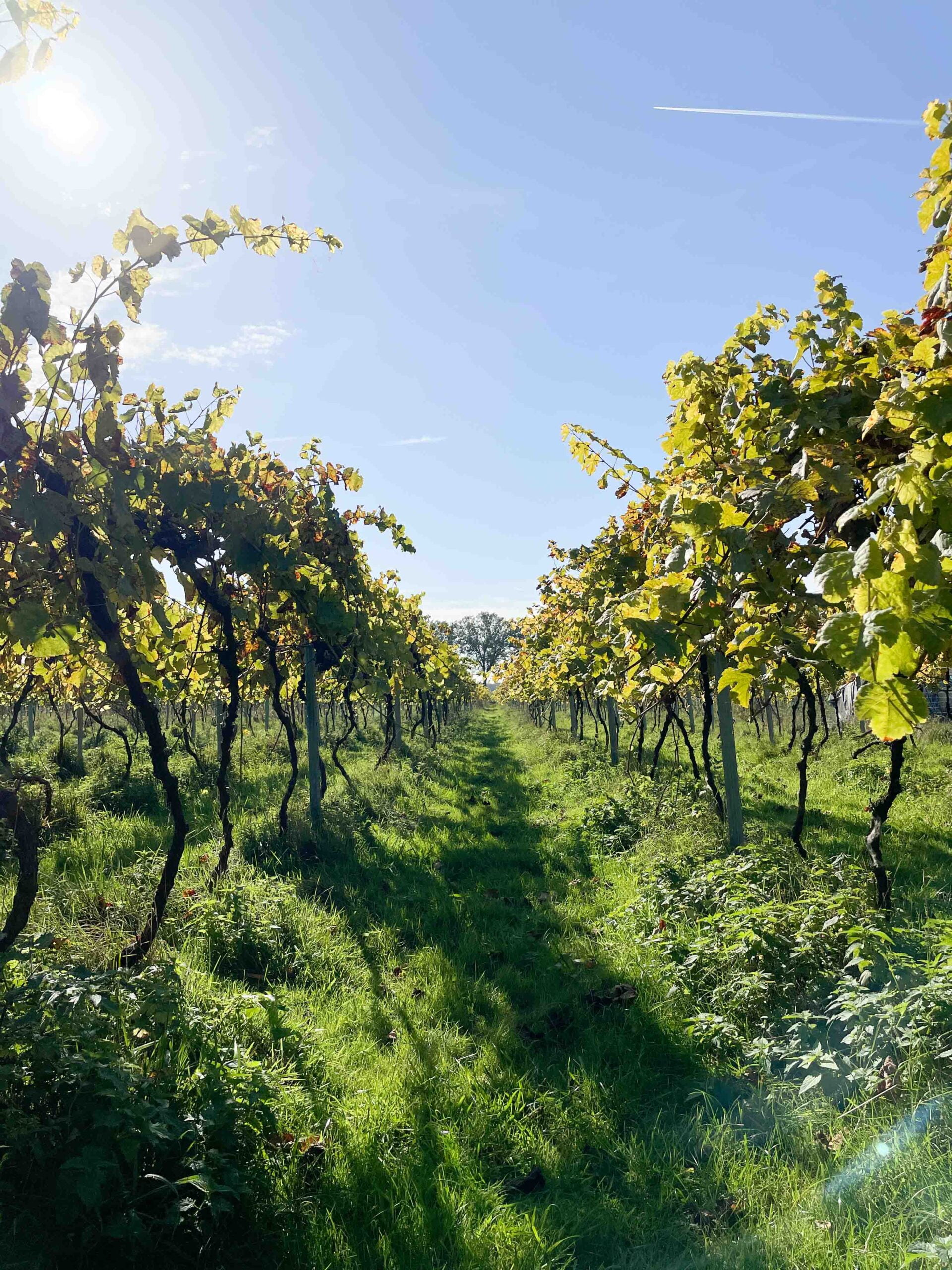 Vineyard VieVinVjenne - Vriezenveen - Overijssel - Dutch Wine-10 Vineyard VieVinVjenne Vriezenveen Overijssel Dutch Wine 10 1 scaled