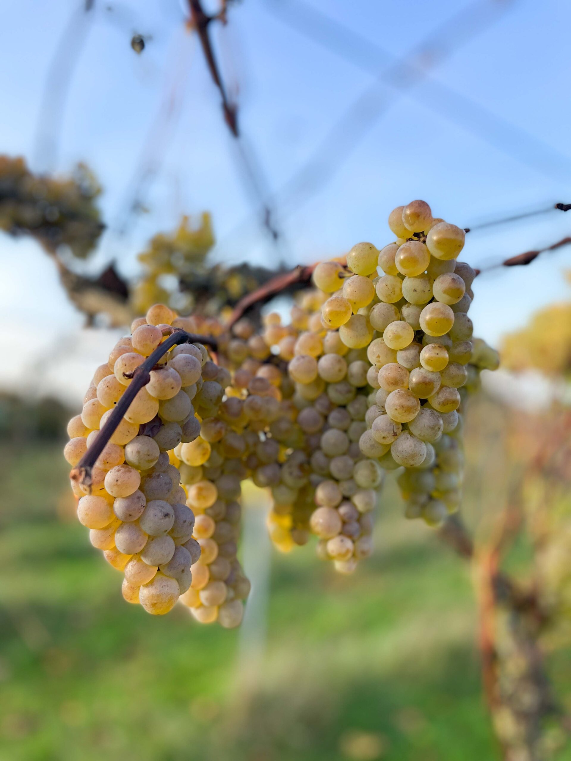 Vineyard VieVinVjenne - Vriezenveen - Overijssel - Dutch Wine-11 Dutch Wine Grape - Johanniter